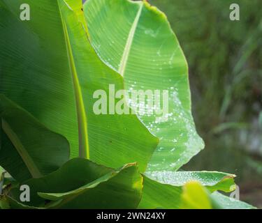 Banana Plant Leaves, large green wet and fresh Stock Photo
