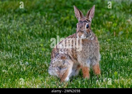 Alert Eastern Cottontail Rabbit Sitting in Green Grass, Ontario, Canada Stock Photo