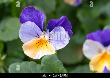 Viola Tricolor violets at the Atlanta Botanical Garden in Midtown Atlanta, Georgia. (USA) Stock Photo