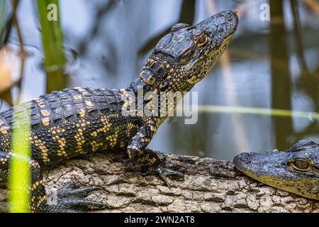 Baby alligators along the Healthy West Orange Boardwalk at the Oakland Nature Preserve in Central Florida. (USA) Stock Photo