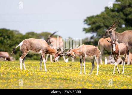 Bontebok (Damaliscus pygargus) antelope juvenile or young pair rutting in the wild at De Hoop nature reserve, Western Cape, South Africa in spring Stock Photo