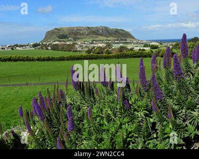 purple echium flowers and   the volcanic nut on a sunny day in stanley, in northern tasmania, australia Stock Photo
