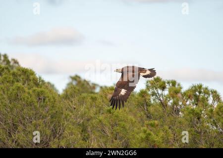 Beautiful portrait of a golden eagle flying over the treetops of a forest in search of prey to hunt in the mountains of Sierra Morena, Andalusia Spain Stock Photo