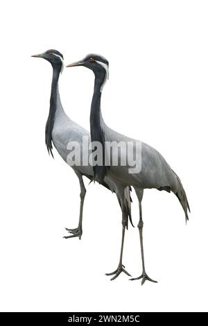 two crane (anthropoides virgo) isolated on white background Stock Photo ...