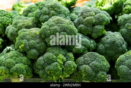 Full frame fresh broccoli sprouts for background Stock Photo