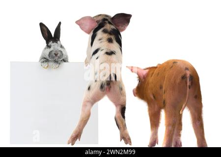 Rabbit and pig with sheet for a text writing Stock Photo - Alamy