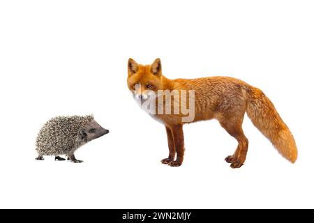 hedgehog and fox isolated on a white background Stock Photo