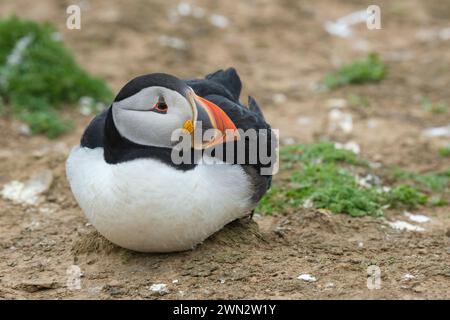 Adult Atlantic Puffin, Fratercula artica sitting down, side view of head, close up Stock Photo