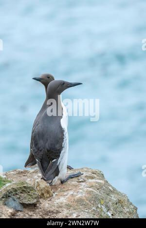 Pair adult Common Guillemots, perched on a sea cliff Stock Photo