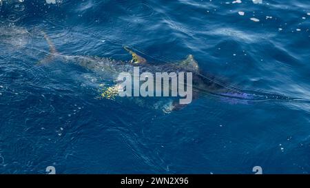 A close-up of a yellowfin tuna being caught in the ocean Stock Photo