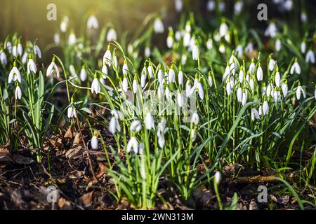 Harbingers Of Spring: Snowdrops (Galanthus) In Kirchwerder, Hamburg, Germany Stock Photo