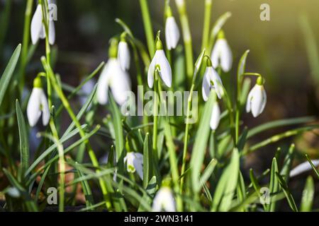 Harbingers Of Spring: Snowdrops (Galanthus) In Kirchwerder, Hamburg, Germany Stock Photo