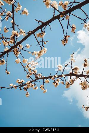 Spring blossom. Cherry tree branch with few small flowers against the blue sky with one cloud. Early blooming in April. Stock Photo