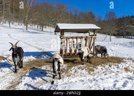 Goats in winter on a farm at a manger Stock Photo