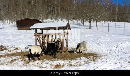 Goats in winter on a farm at a manger Stock Photo