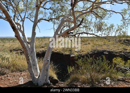 Gum trees in the Joffre gorge area of Karijini National Park, WA Stock Photo