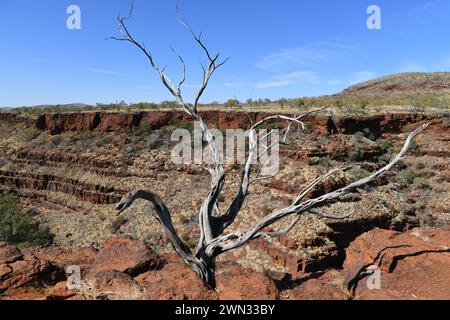 Weathered tree on the rim of Dales gorge in Karijini National Park, WA Stock Photo