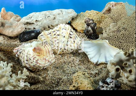 Hippopus hippopus sea shell on the seabed underwater Stock Photo