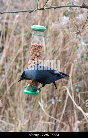 A Jackdaw, Coloeus (Corvus) monedula  feeds on peanuts in a wire mesh bird feeder. Stock Photo