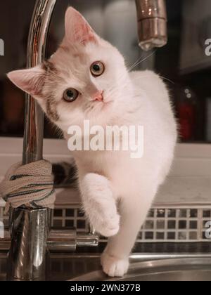 Young cat exploring the kitchen and the dripping tap Stock Photo