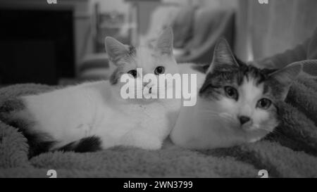 Black and white photo of two young cats, mostly white with tabby and tortie markings, snuggling with each other on a cushion. Stock Photo