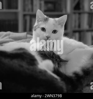 Black and white photo of two young cats, mostly white with tabby and calico markings, snuggling with each other. Stock Photo