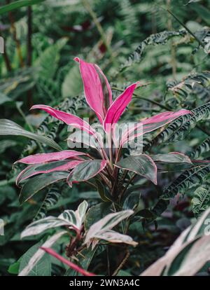 A vibrant pink and green palm lily in a jungle setting. Cordyline rubra Stock Photo