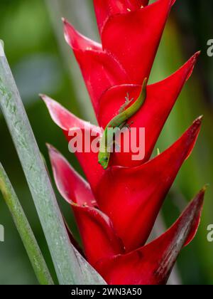 A gold dust day gecko on Heliconia caribaea Stock Photo