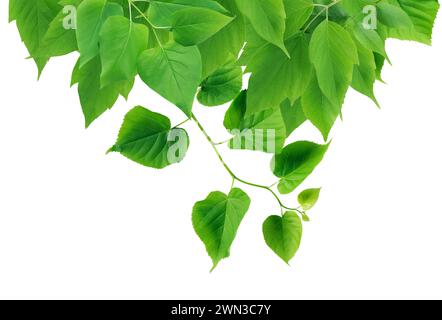 Summer concept. Nice border made from lot of various green leaves Stock Photo
