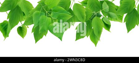 Summer concept. Nice border made from lot of various green leaves Stock Photo