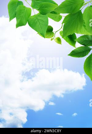 Summer concept. Nice border made from lot of various green leaves against blue sky Stock Photo
