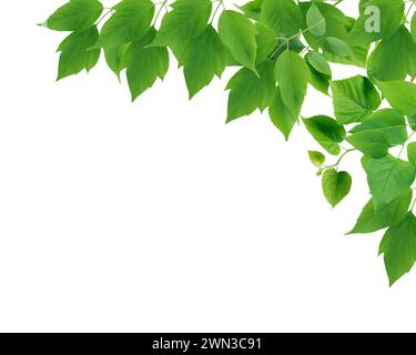 Summer concept. Nice border made from lot of various green leaves Stock Photo