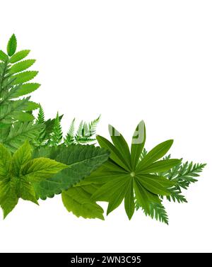 Summer concept. Nice border made from lot of various green leaves Stock Photo