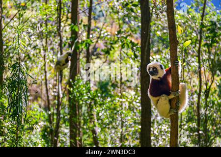 Coquerel Sifaka in its natural environment in a national park on the island of Madagascar The Coquerel Sifaka in its natural environment in a national Stock Photo
