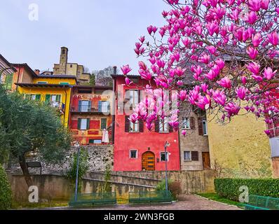 The branches of flowering magnolia liliiflora against the backdrop of old houses in Castagnola, Lugano, Switzerland Stock Photo