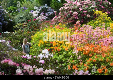 22/05/16   Hannah Clark, 28, from Leicestershire. Enjoying the rhododendrons and azaleas in full bloom in the spring sunshine at Lea Gardens near Matl Stock Photo