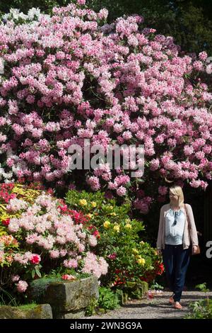 22/05/16   Hannah Clark, 28, from Leicestershire.  Enjoying the rhododendrons and azaleas in full bloom in the spring sunshine at Lea Gardens near Mat Stock Photo