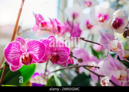 Blooming phalaenopsis orchids plants. White, purple, pink, orange, red orchids blossom on window sill. Home flowers. Gardening hobby Stock Photo