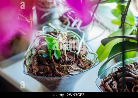 Baby orchids growing on stem of dead mother plant in pot on window sill. Propagating phalaenopsis orchid at home. Cultivating young tiny sprouts on ho Stock Photo