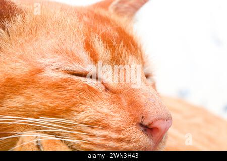 Close up of Persian cat "Felis catus" with orange color sleeping in the sun, pet Stock Photo