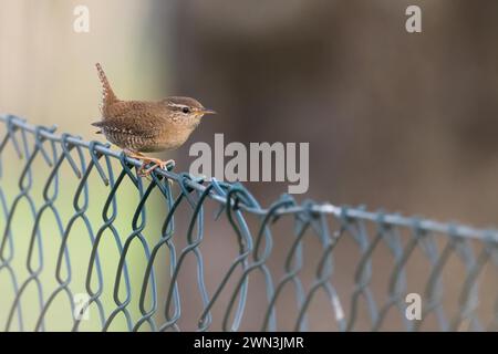 A wren (Troglodytes troglodytes) sitting on a metal wire fence in front of a blurred natural background, Hesse, Germany Stock Photo