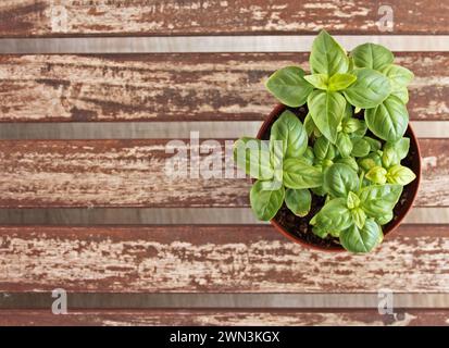 A tiny potted plant on wooden slats on a table Stock Photo