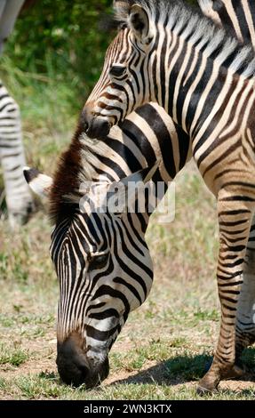 Mama and baby zebra close up Stock Photo