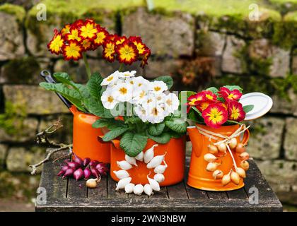 Spring flower arrangement with colorful with colorful primula flowers in orange enamel pots and onions wreaths. Garden decoration for eastern. Stock Photo