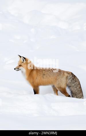 Red Fox ( Vulpes vulpes ) in winter, standing, waiting in deep snow, peeking, watching, Yellowstone NP, Wyoming, wildlife, USA. Stock Photo