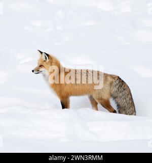 Red Fox ( Vulpes vulpes ) in winter, standing, waiting in deep snow, peeking, watching, Yellowstone NP, Wyoming, wildlife, USA. Stock Photo