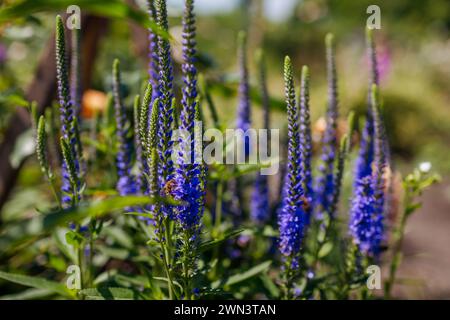 Blue veronica blooming in summer garden. Close up of flowering spikes with bees. Landscaping flower borders. Gardening Stock Photo