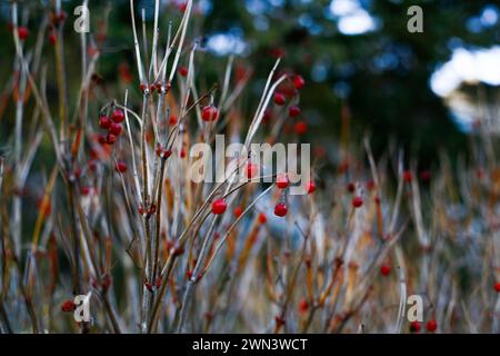 Red berries on branches in a woodland setting Stock Photo