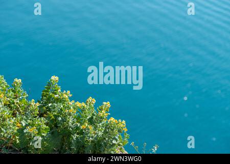 Yellow spring flowers with the sea in the background on a sunny spring day Stock Photo