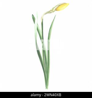 Watercolor daffodil yellow flower. Isolated hand drawn illustration garden spring narcissus. Floral botanical drawing template for card for Mothers da Stock Photo